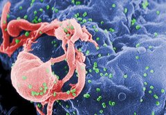 HIV/AIDS: A PolitiFact sheet