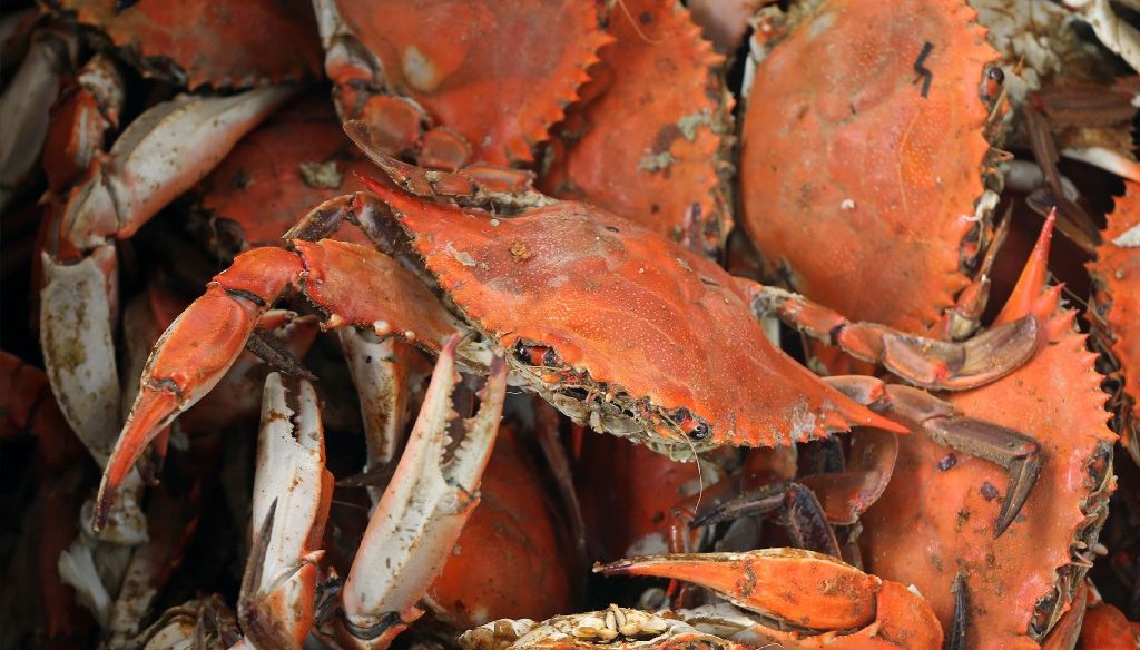 If it's a blue crab, it was probably born in Virginia. (Photo by the Richmond Times-Dispatch)