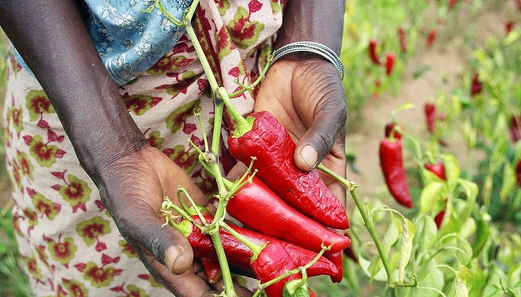 A farmer shows off her crop of paprika peppers in Mang'alali village, Iranga region. (Photo USAID)
