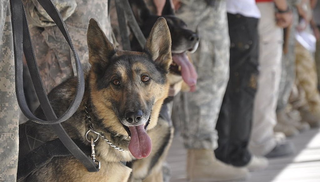 The Department of Defense says there's no evidence to back lifesaving claim about military dogs. (Photo from Wikimedia Commons)