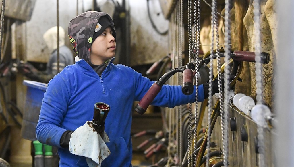 Farm workers milk dairy cows at Welcome Stock Farms on Jan. 25, 2022, in Schuylerville, N.Y. (AP)