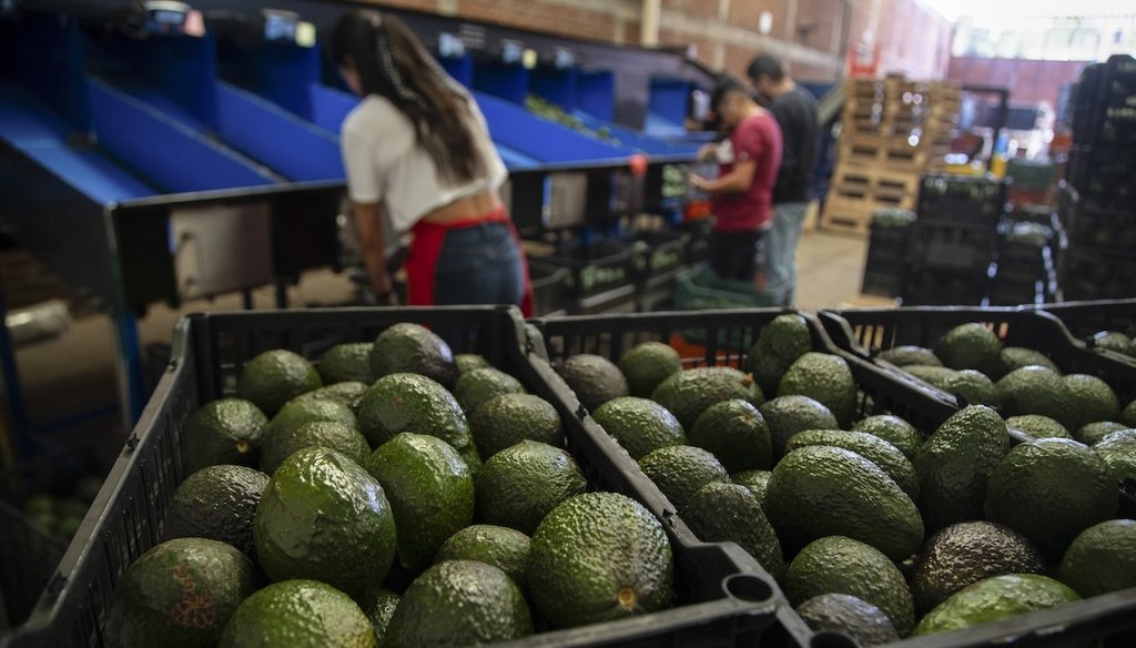 Avocados in crates at a packing plant in Uruapan, Michoacan state, Mexico. (AP)