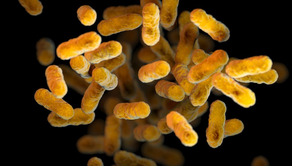 This 2016 illustration provided by the Centers for Disease Control and Prevention, based on electron microscope imagery, depicts Bordetella pertussis bacteria, which causes whooping cough. (AP)