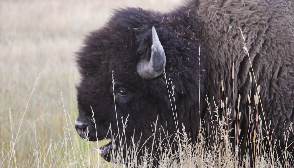 A bison grazes in the Upper Geyser Basin at Yellowstone National Park, Sept. 25, 2023. (AP)