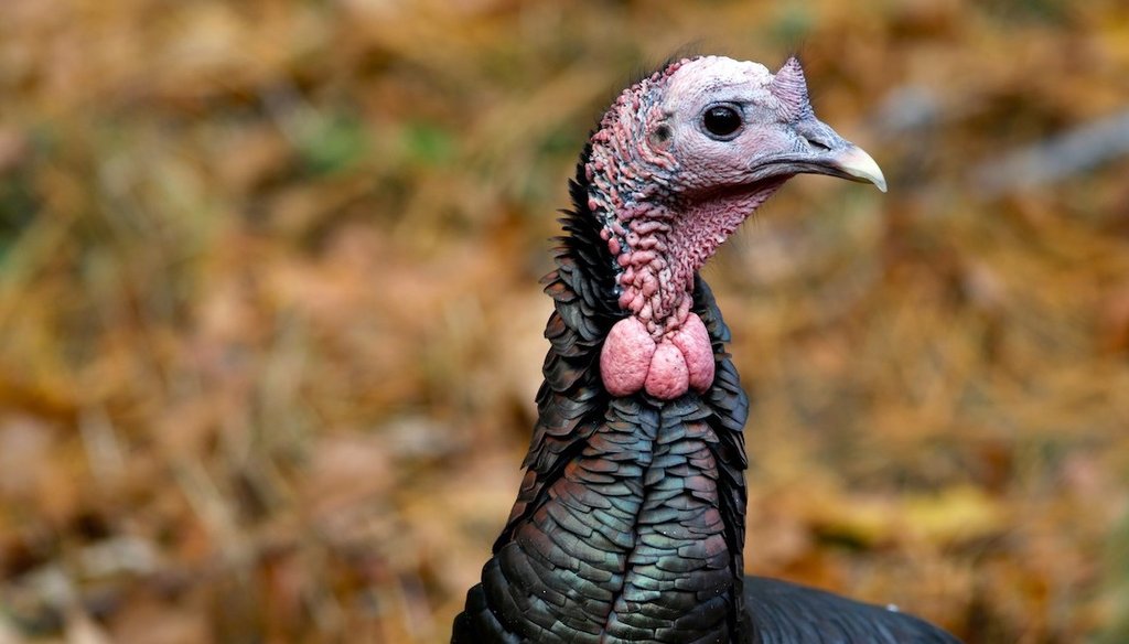 A wild turkey walks through a neighborhood in Portsmouth, N.H., Nov. 14, 2025. (AP)