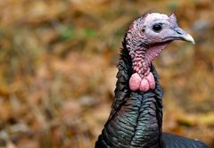 Bird flu might impact price, but not safety of Thanksgiving turkey