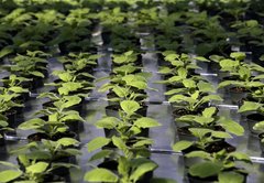 You can’t get vaccinated from food. But here’s how plant science is helping vaccine research