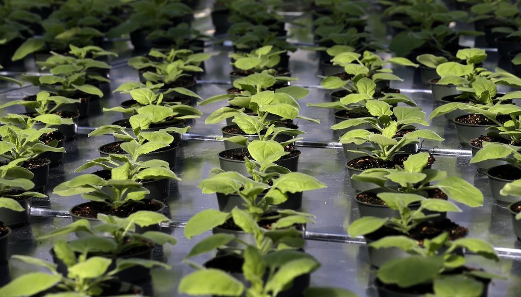 In this Aug. 14, 2014, file photo, a unique strain of tobacco plant grows at Medicago USA, Inc. in Research Triangle Park, North Carolina. Researchers are experimenting with using plants to grow proteins that can be extracted for use in vaccines. (AP)