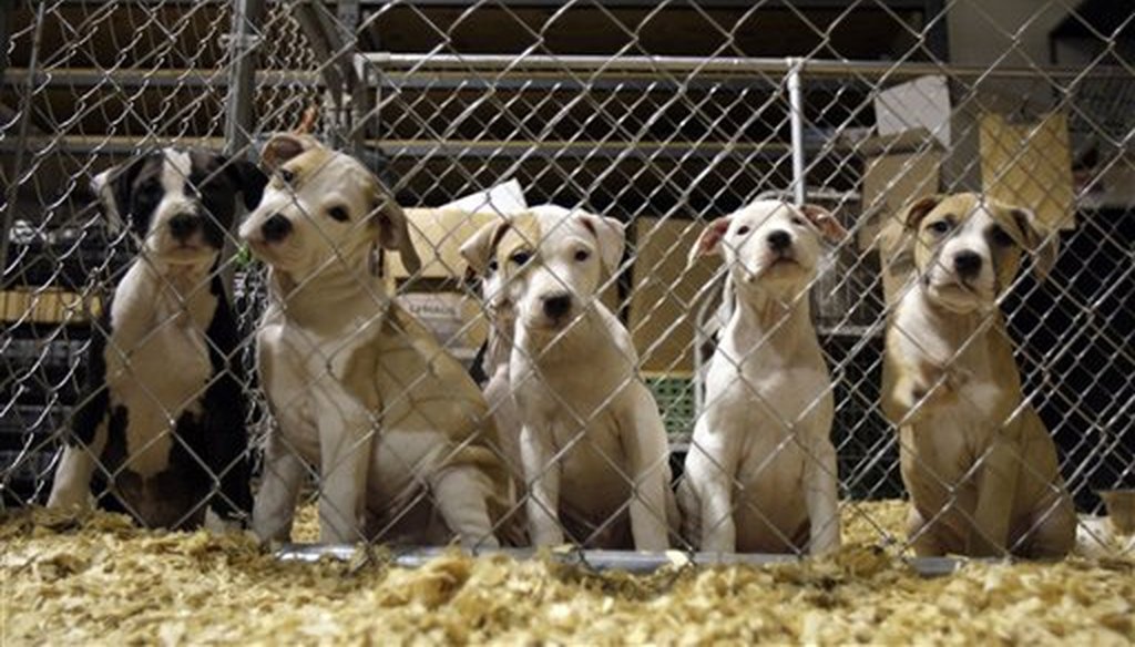 Pit bull puppies are seen at an emergency shelter that housed hundreds of dogs seized in St. Louis as part of the largest dogfighting raid in U.S. history in 2009. (AP)