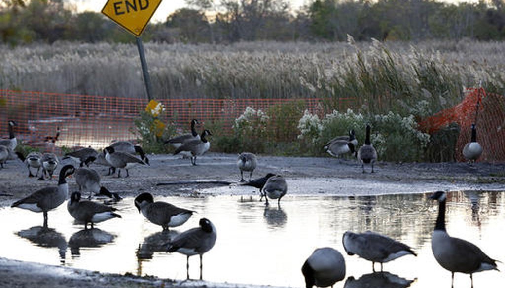 Canada geese bathe in a puddle adjacent to marshland in Staten Island in 2016. Nearby homes have been razed as part of a plan to restore the area to wetlands. (AP)