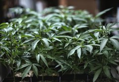 Could Bernie Sanders legalize marijuana by executive order?