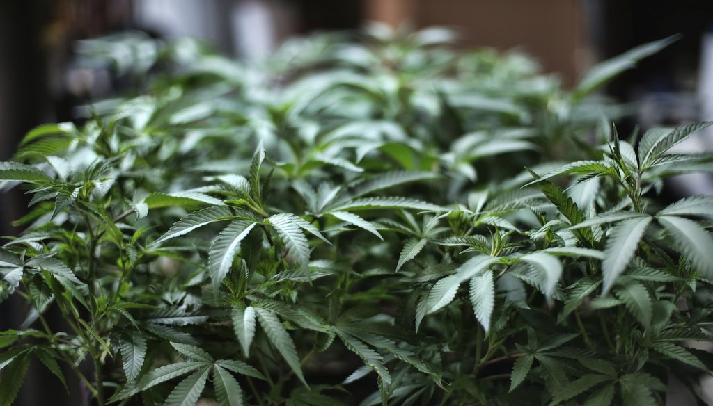 Marijuana grows in Gardena, Calif. (AP)
