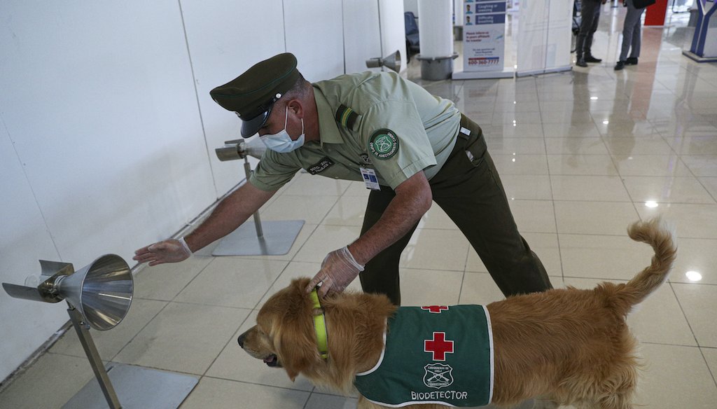 A police handler and his COVID-19 sniffer dog give a demonstration at the Arturo Merino Benítez International Airport in Santiago, Chile, Dec. 21, 2020. (AP)