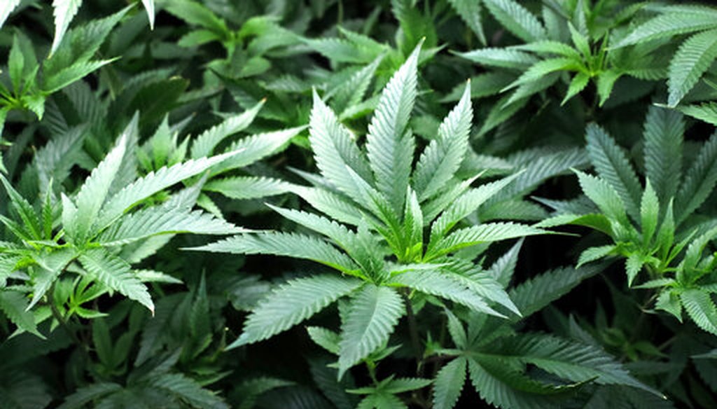 Cannabis growing in Delavan, Ill. (AP)