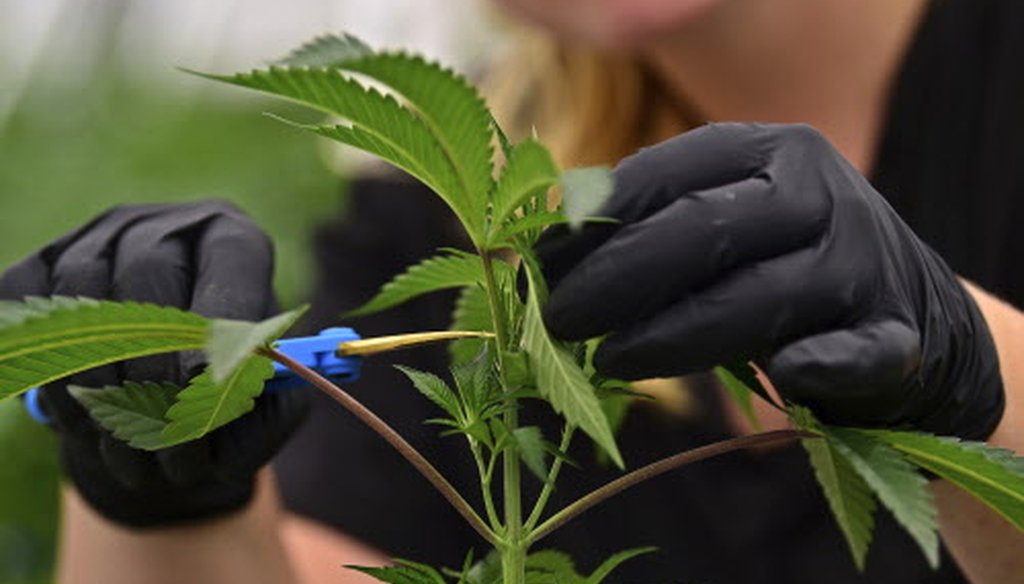 An employee at a medical marijuana cultivator works on topping a marijuana plant in Eastlake, Ohio, in September 2018. (Associated Press).