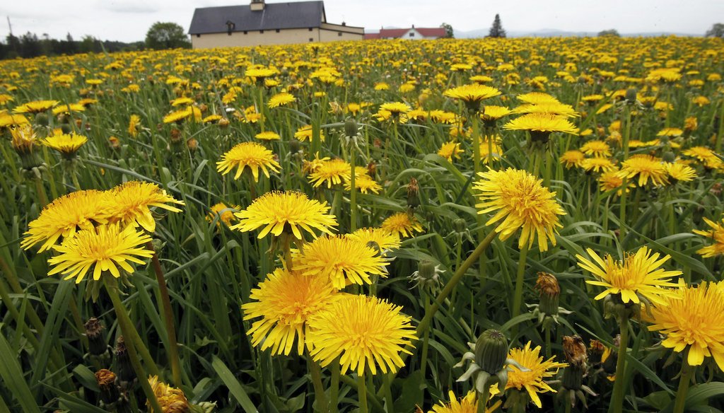 A field of dandelions bloom in a pasture. May 23, 2013 (AP)