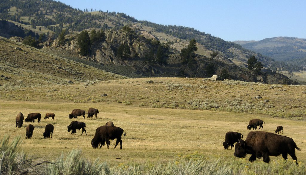 A herd of bison graze in the Lamar Valley of Yellowstone National Park in Wyoming on Aug. 3, 2016. (AP)