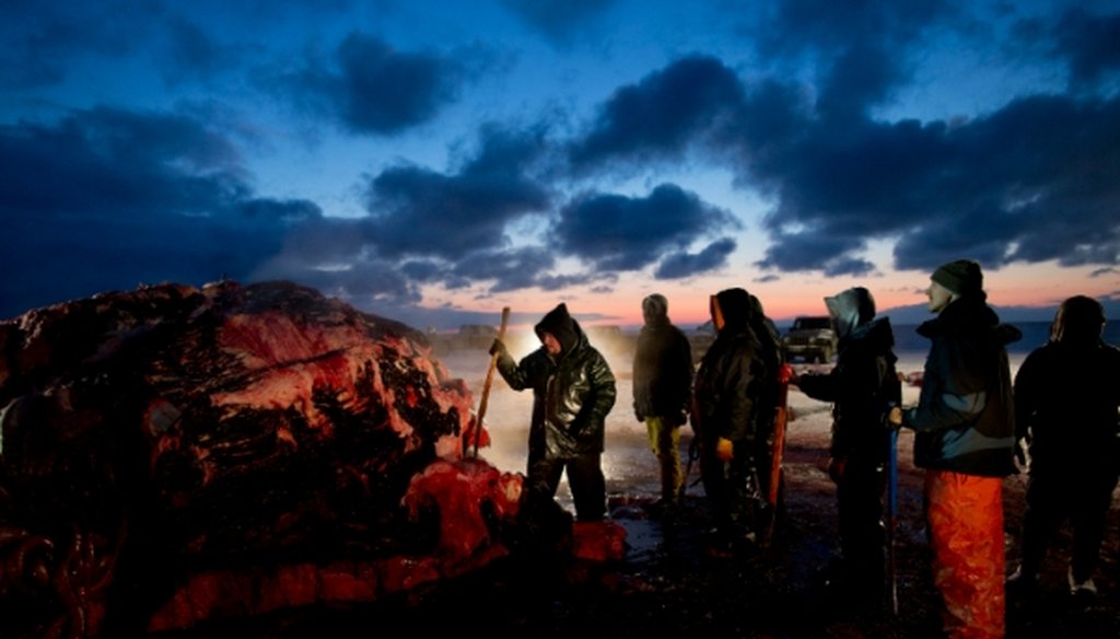 Illuminated by fading sunlight and aided by the beams of truck headlamps, Fredrick Brower, left, helps cut up a bowhead whale caught by Inupiaq subsistence hunters in Barrow, Alaska, on Oct. 7, 2014.