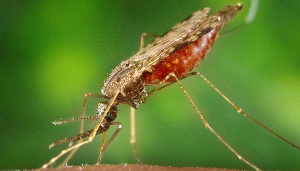 A female Anopheles albimanus mosquito, a common vector of malaria in Central Americ, feeding on a human host. (Penn State)