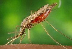 Malaria: A PolitiFact sheet