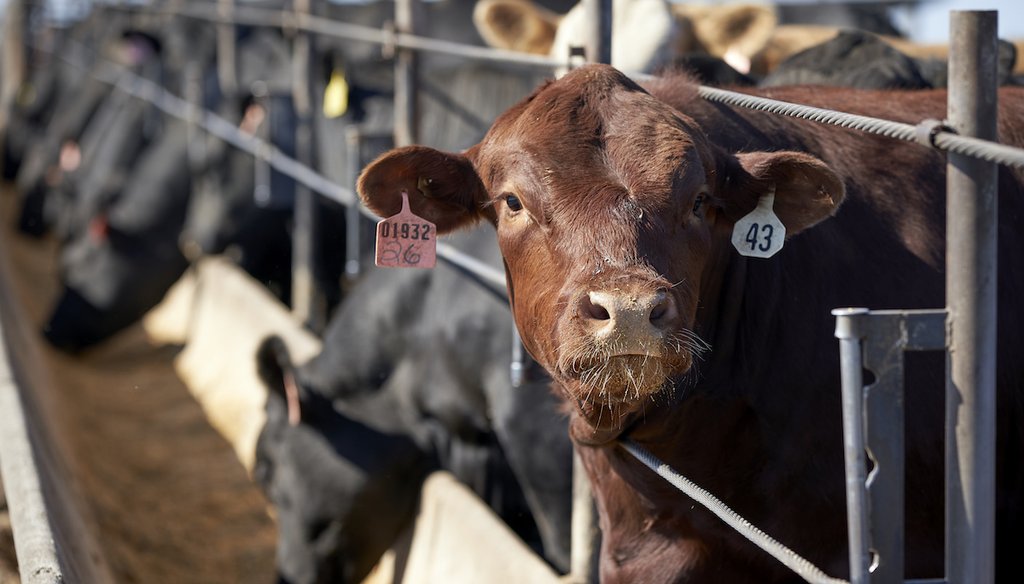 Cattle occupy a feedlot in Columbus, Neb., on June 10, 2020. (AP)