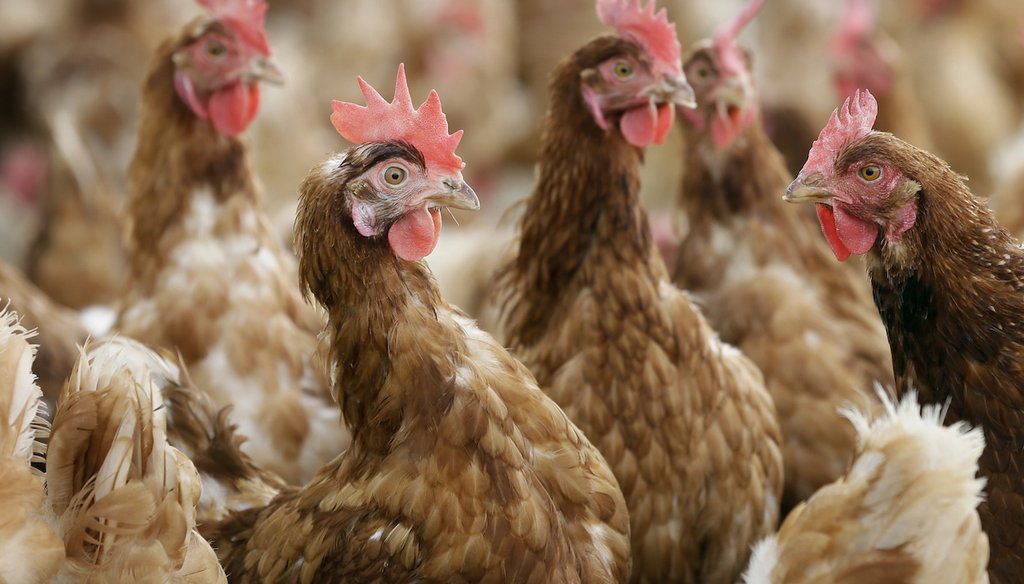 Cage-free chickens stand in a farm near Waukon, Iowa on Oct. 21, 2015. (AP)