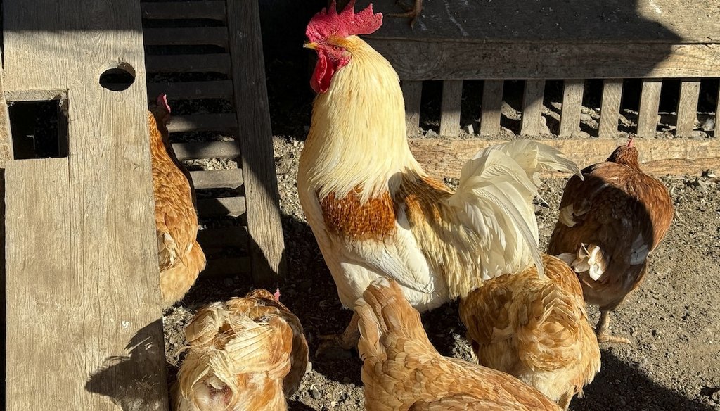 Chickens stand in a holding pen at Ettamarie Peterson's farmin Petaluma, Calif. on Thursday, Jan. 11, 2024. Since 2022, H5N1 avian influenza has affected more than 82 million birds across the country, U.S. officials said. (AP)