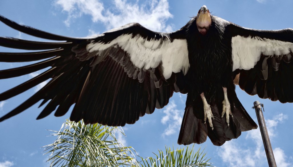 California condor takes to flight at the Los Angeles Zoo on Tuesday, May 2, 2023. The birds will receive a vaccine for a deadly strain of avian influenza, federal officials said Tuesday May 16, 2023.