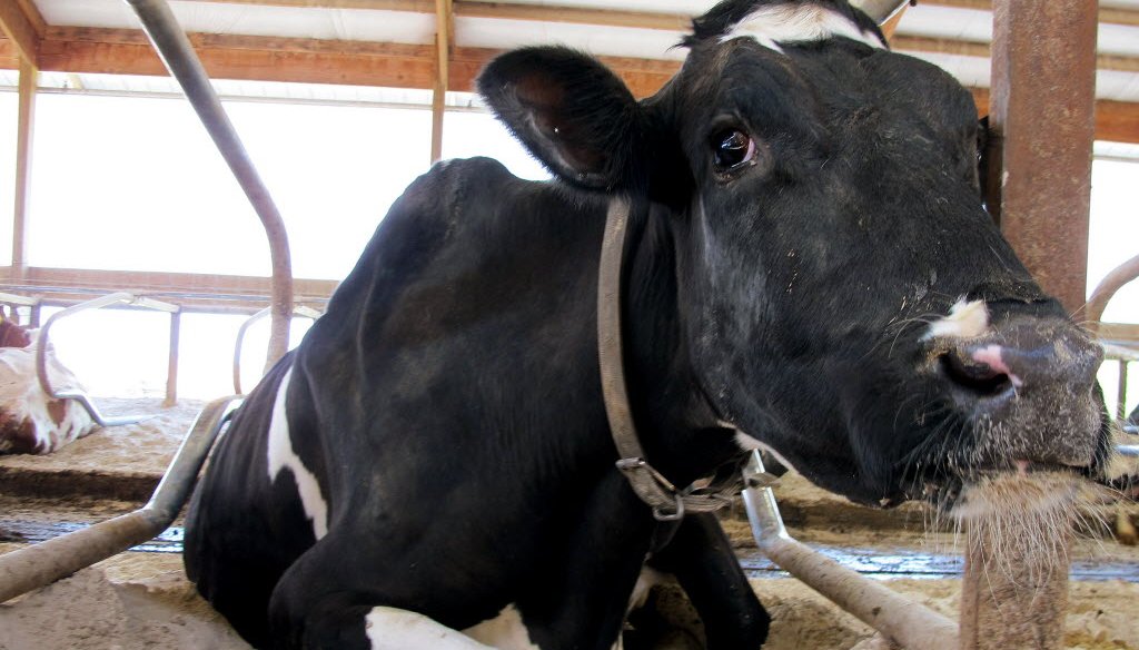 Lucky, a dairy cow on a farm in Chilton, Wis., gazes at an Associated Press photographer.