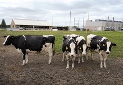 Bird flu: What to know about latest outbreaks after U.S. reports first severely infected person