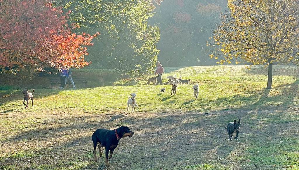 Dogs chase a ball through Prospect Park during off-leash hours on Nov. 3, 2022, in the Brooklyn, N.Y. (AP)