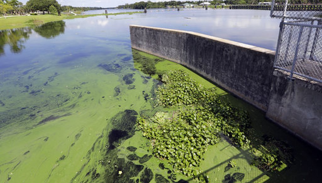 An algae bloom is on the Caloosahatchee River at the W.P. Franklin Lock and Dam, Thursday, July 12, 2018, in Alva, Florida. (APP