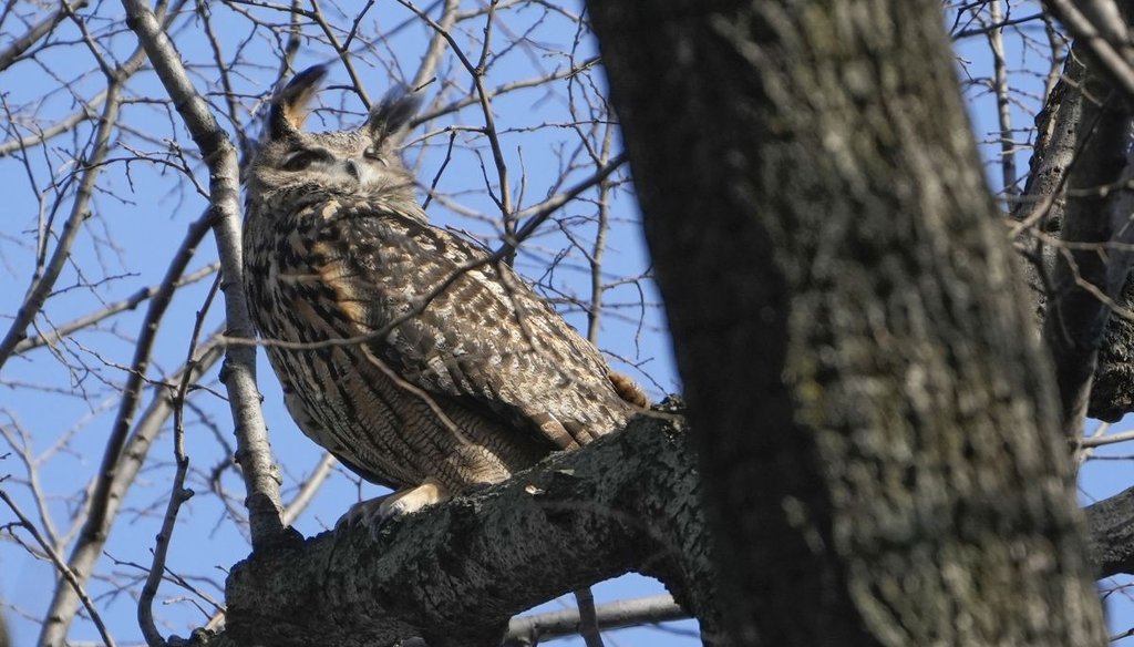 A Eurasian eagle-owl named Flaco, who escaped from the Central Park Zoo, shown in a tree in New York's Central Park about a year before his February 2024 death. (AP)