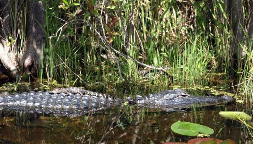 An adult alligator swims through the Everglades with a hatchling on its back. (University of Florida)