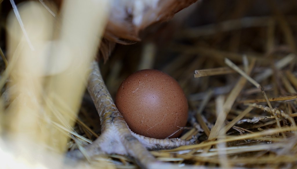 A Red Star hen stands next to an egg on Jan. 10, 2023, at Historic Wagner Farm in Glenview, Ill. (AP)