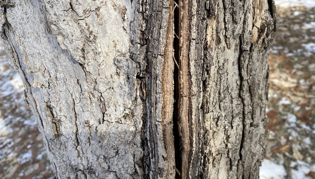 A frost crack is pictured on an oak tree on the University of Minnesota’s St. Paul Campus, Jan. 26, 2026. (Courtesy of Lee Frelich)