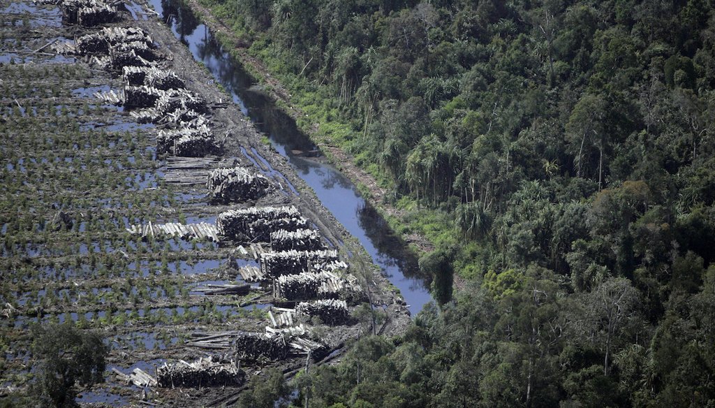 Acacia logs lie adjacent to a natural forest on Sumatra island, Indonesia. The country’s rainforests are a prime focus for conservation efforts. (AP)