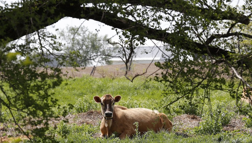 A Jersey cow feeds in a field at an organic dairy farm in Fairfield, Iowa. (AP)