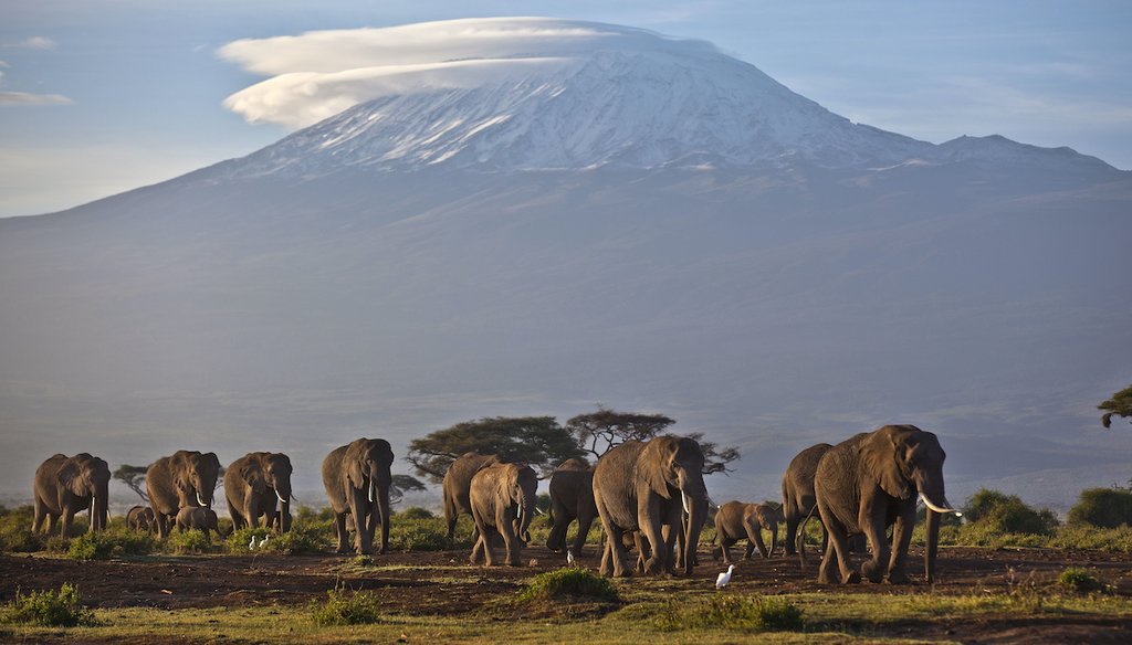 A herd of elephants walks in Amboseli National Park, southern Kenya, as the highest mountain in Africa, Tanzania's Kilimanjaro, is seen in the background on Dec. 17, 2012.
