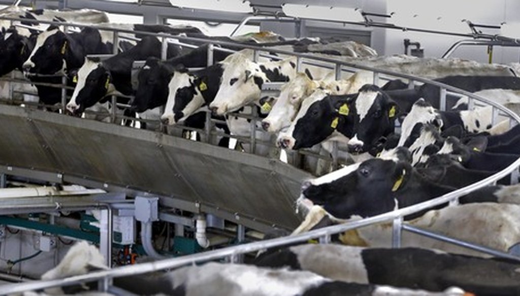 Dairy cows ride a large rotating automated milking parlor at Kinnard Farms. The Kewaunee County farm milks over 6,000 dairy cows through a  CAFO (concentrated animal feeding operations.) (Rick Wood/Milwaukee Journal Sentinel.)