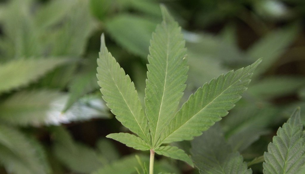 Marijuana leaf (AP photo)
