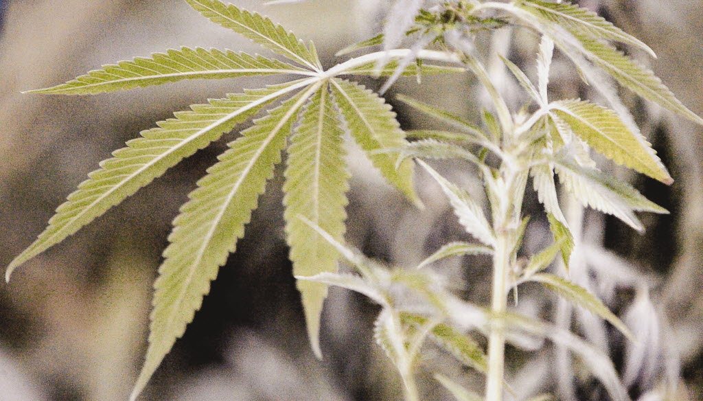 A marijuana plant. 