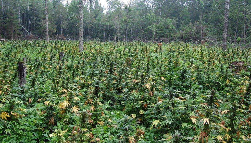 A field in Oconto County in Wisconsin is filled with marijuana plants discovered in 2010 in the Chequamegon-Nicolet National Forest. (Wisconsin Department of Justice)