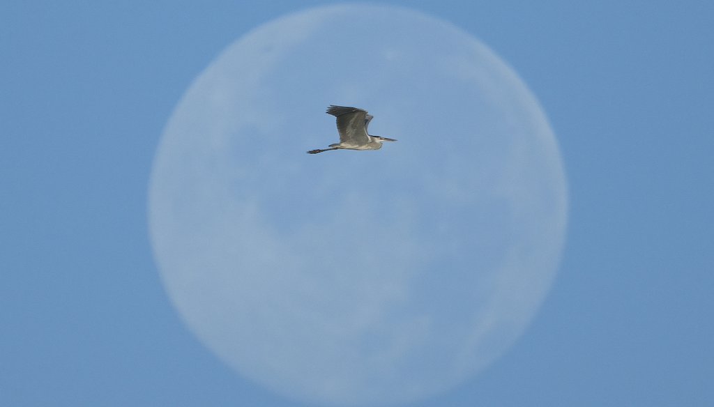 A Gray heron flying in front of the moon in the early morning in Kapar on the outskirt of Selangor state, Malaysia, Saturday, March 19, 2022. (AP)