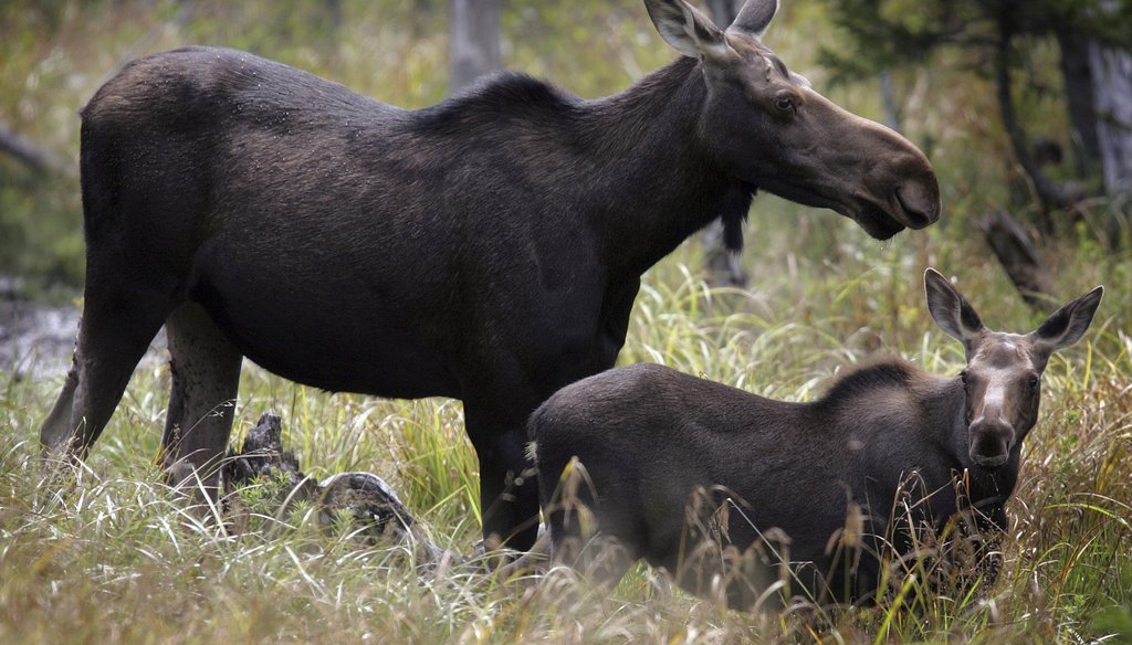 In this Saturday, Aug. 21, 2010 file photo, moose are seen in Franconia, N.H. 