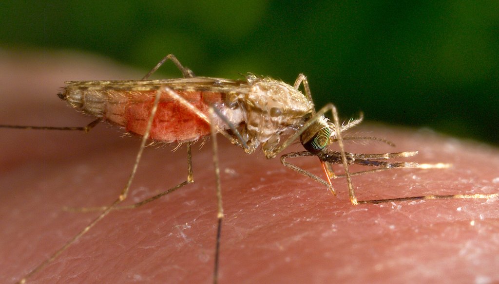 This 2014 photo made available by the U.S. Centers for Disease Control and Prevention shows a feeding female Anopheles gambiae mosquito. The species is a known vector for the parasitic disease malaria. (AP)