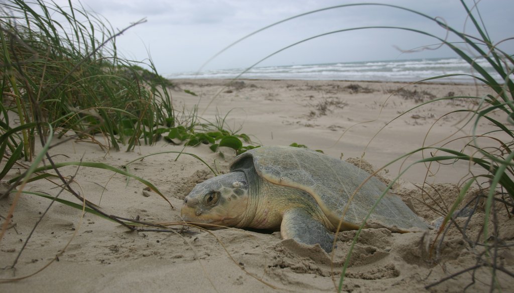 All species of sea turtles in Texas waters are either endangered or threatened, according to the Texas Parks and Wildlife Department. National Park Service photo