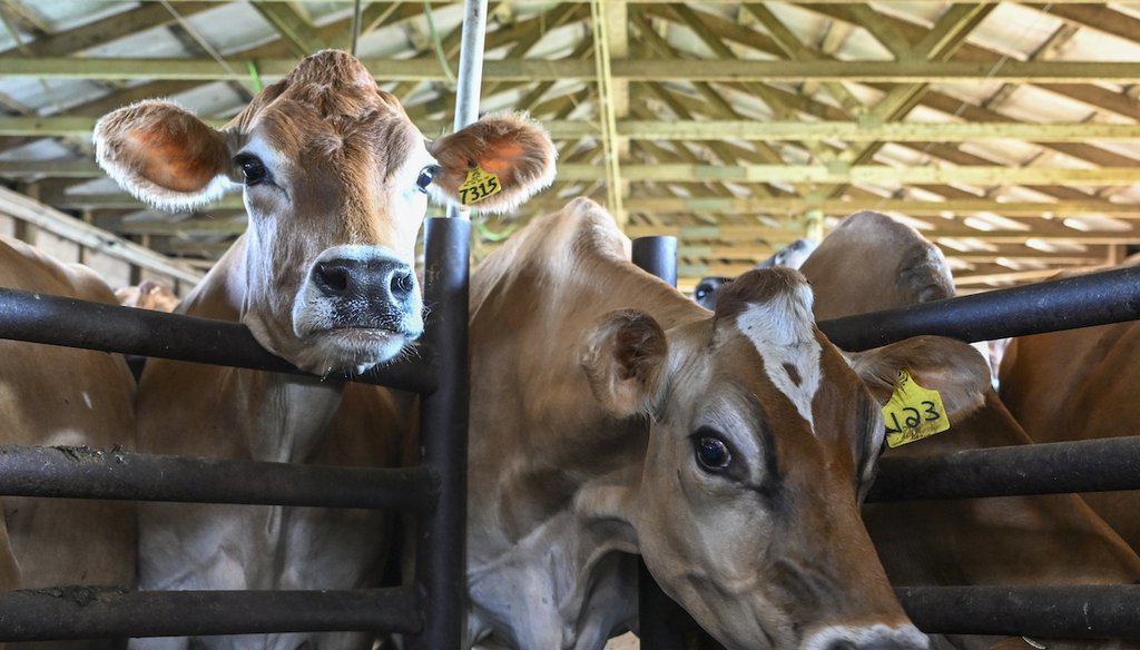 Jersey dairy cows line up in the milking parlor at the Dutch Hollow Farms, Sept. 20, 2022, in Schodack Landing N.Y. (AP)
