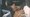 Could that be Barack Obama in the 'Whoomp! (There it is!)' video?