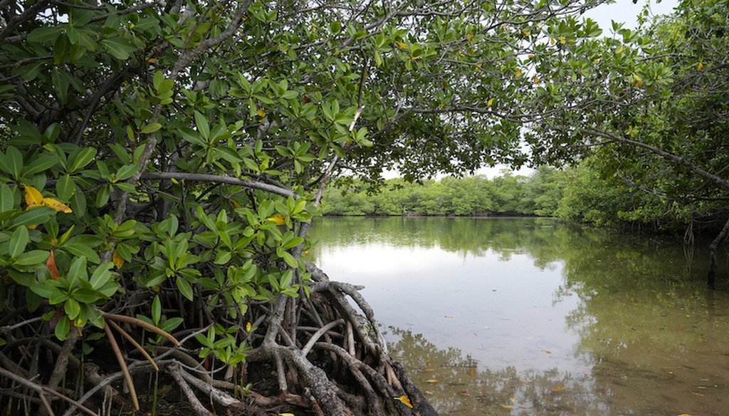 Red mangroves line the shore at Oleta River State Park, Thursday, Aug. 22, 2024, in North Miami Beach, Fla. (AP)